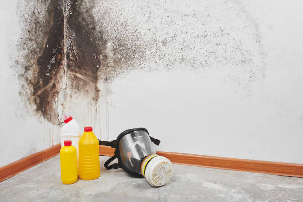 Best Office Mold Removal Services  in Fort Polk North, LA