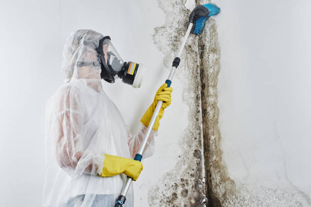 Best Fast Mold Removal  in Fort Polk North, LA