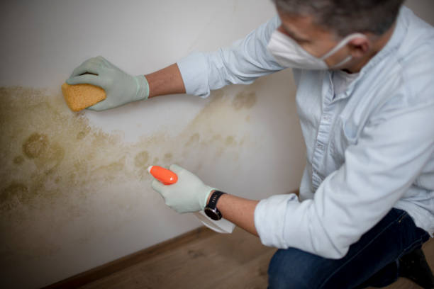 Best Best Mold Removal Companies  in Fort Polk North, LA